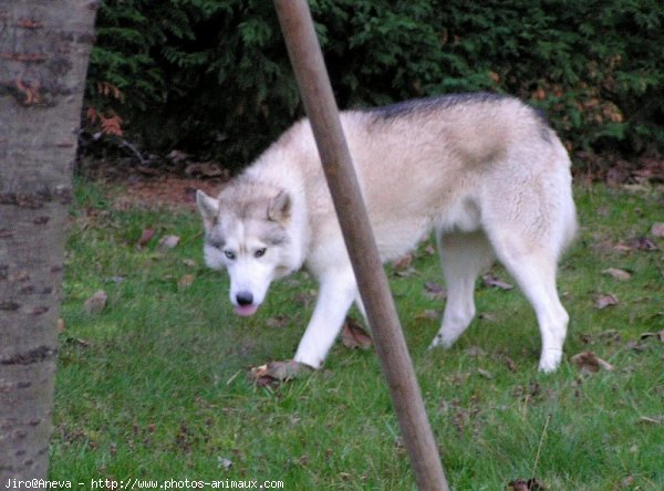 Photo de Husky siberien