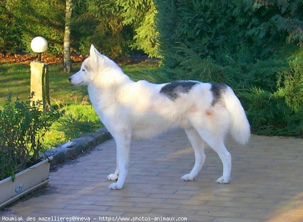 Photo de Husky siberien