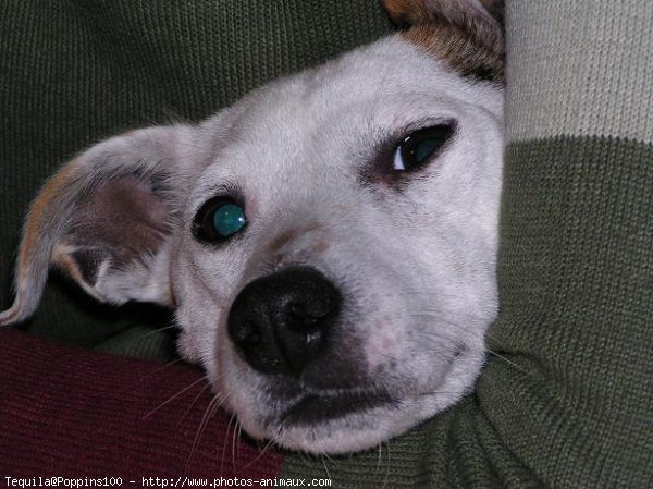 Photo de Jack russell terrier