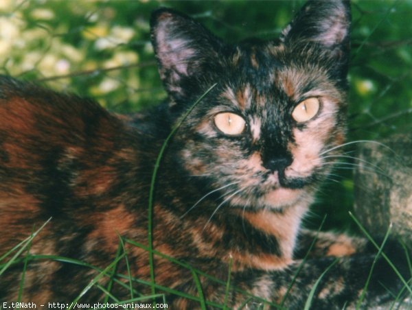 Photo de Chat domestique