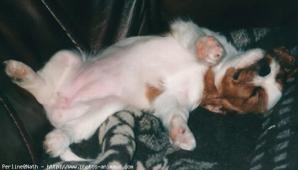 Photo de Cavalier king charles spaniel