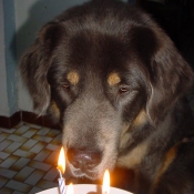 Photo de Dogue du tibet