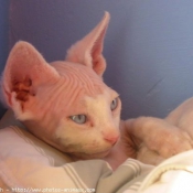 Photo de Devon rex