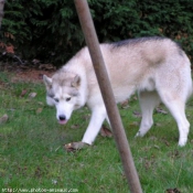 Photo de Husky siberien