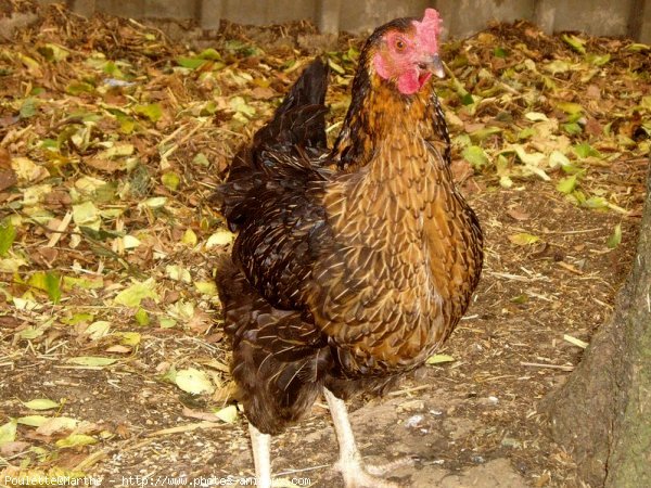 Photo de Poule