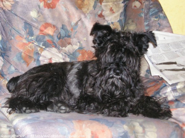 Photo de Schnauzer gant