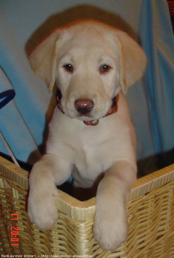 Photo de Labrador retriever