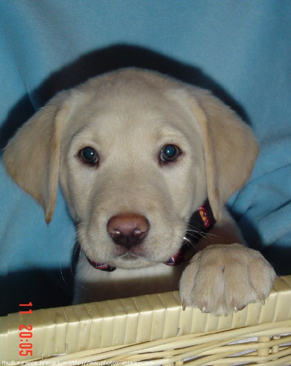 Photo de Labrador retriever