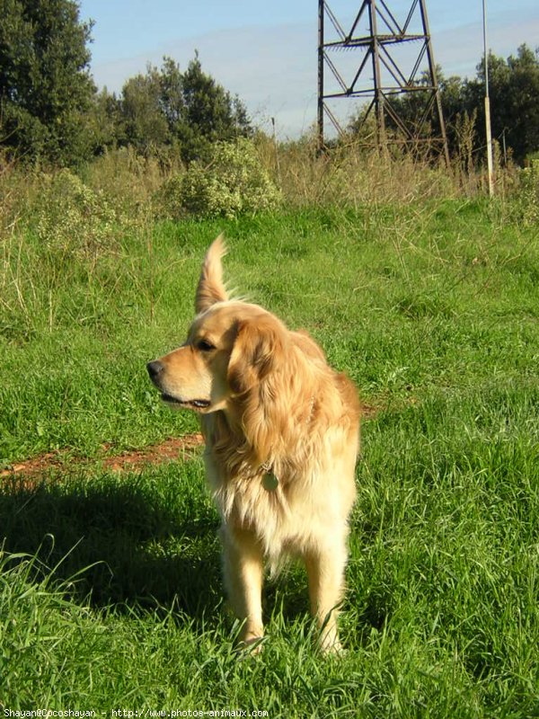 Photo de Golden retriever