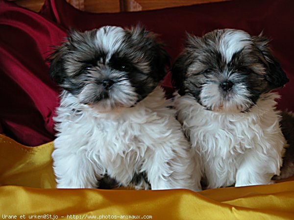 Photo de Shih tzu