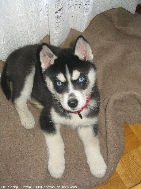 Photo de Husky siberien