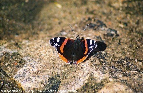 Photo de Papillon