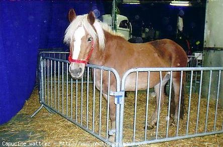 Photo de Haflinger