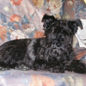 Photo de Schnauzer gant