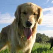 Photo de Golden retriever