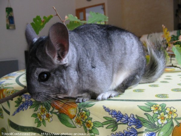 Photo de Chinchilla