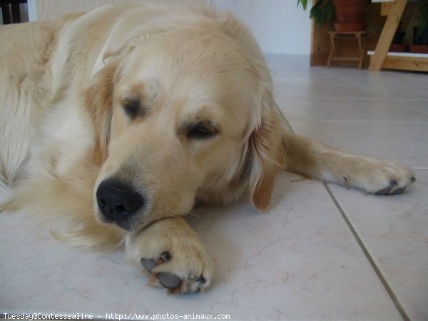 Photo de Golden retriever