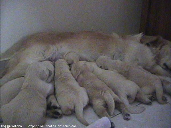 Photo de Golden retriever