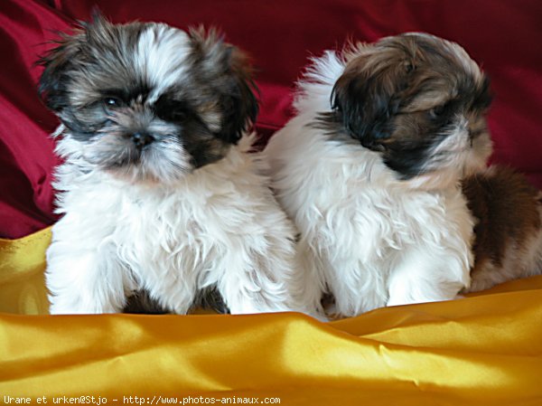 Photo de Shih tzu