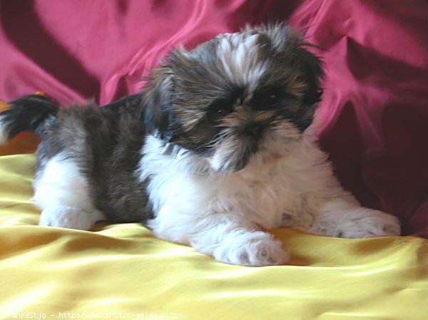 Photo de Shih tzu