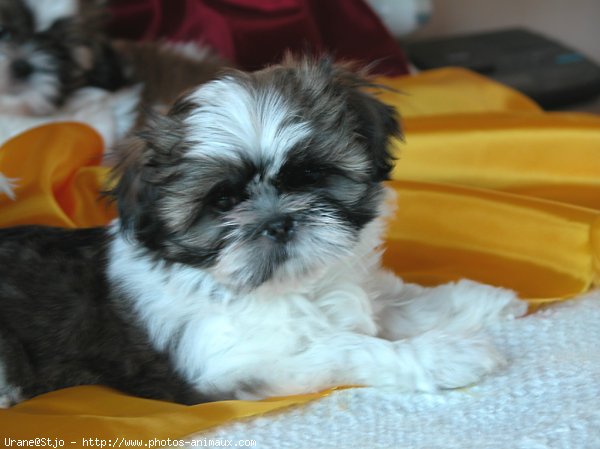 Photo de Shih tzu