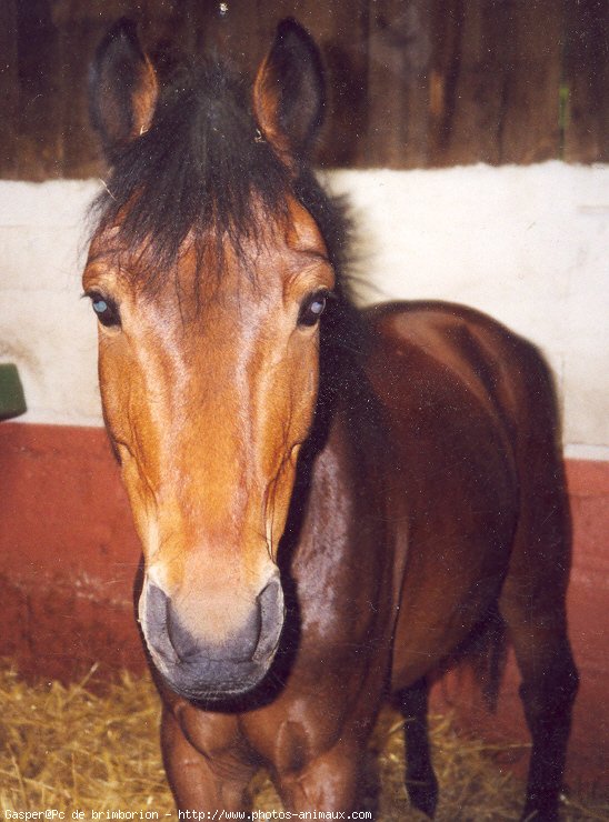 Photo de New forest