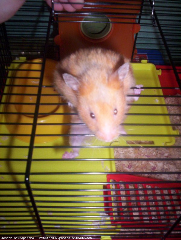 Photo de Hamster