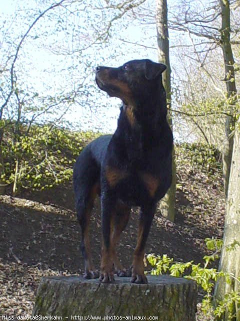 Photo de Rottweiler