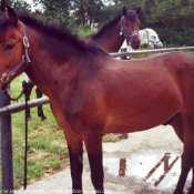 Photo de New forest