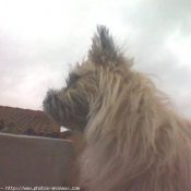 Photo de Cairn terrier