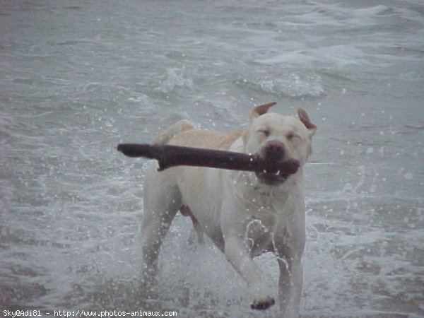 Photo de Labrador retriever