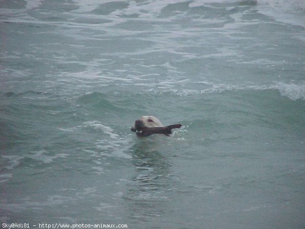 Photo de Labrador retriever