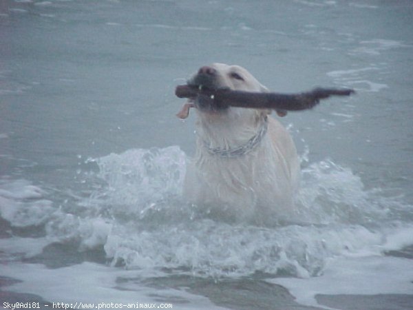 Photo de Labrador retriever