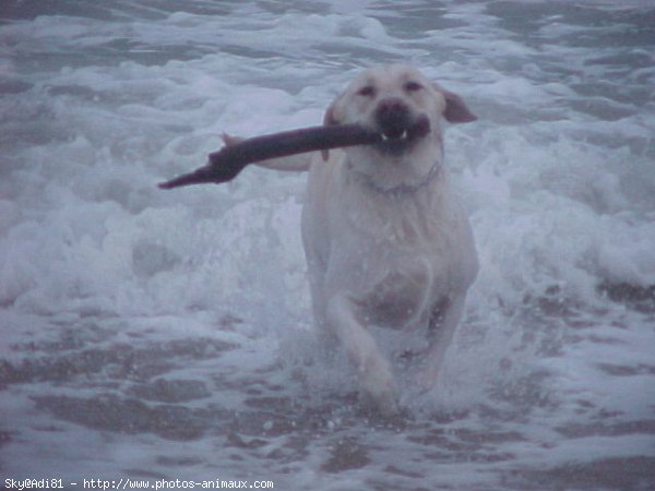 Photo de Labrador retriever