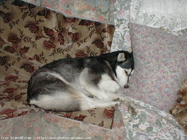 Photo de Husky siberien