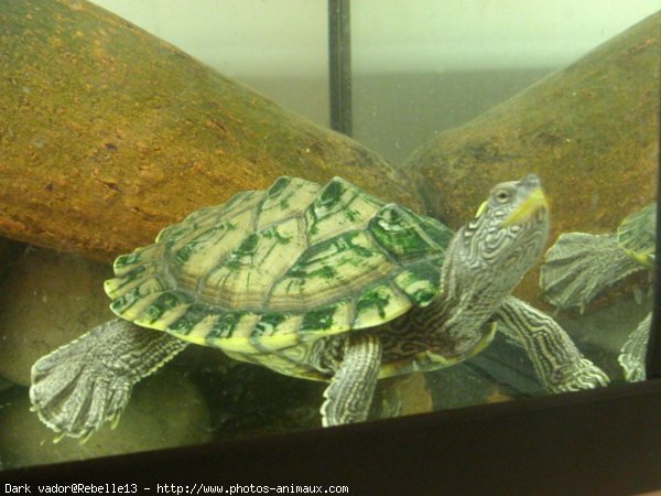 Photo de Tortue