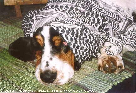 Photo de Basset hound