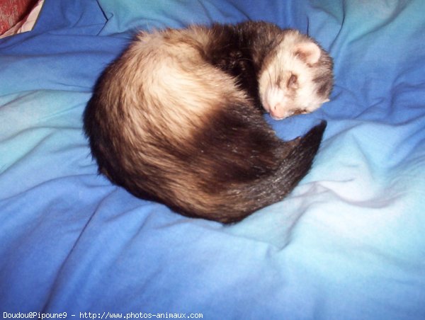 Photo de Furet