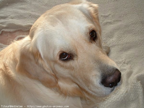 Photo de Golden retriever