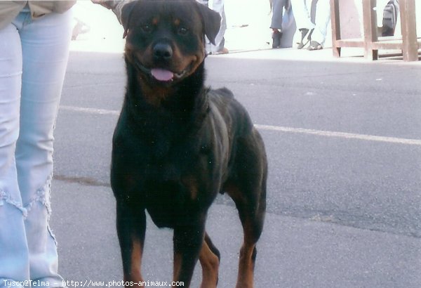 Photo de Rottweiler