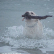 Photo de Labrador retriever