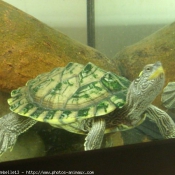 Photo de Tortue