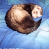 Photo de Furet