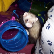 Photo de Furet