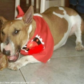 Photo de Bull terrier miniature