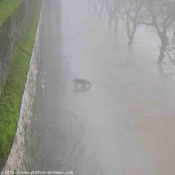 Photo de Golden retriever