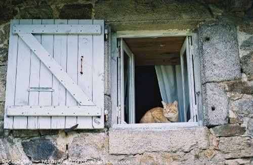 Photo de Chat domestique