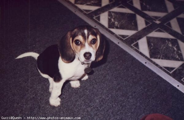 Photo de Beagle