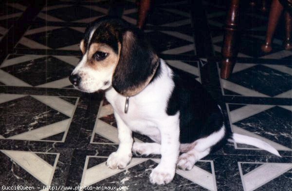 Photo de Beagle