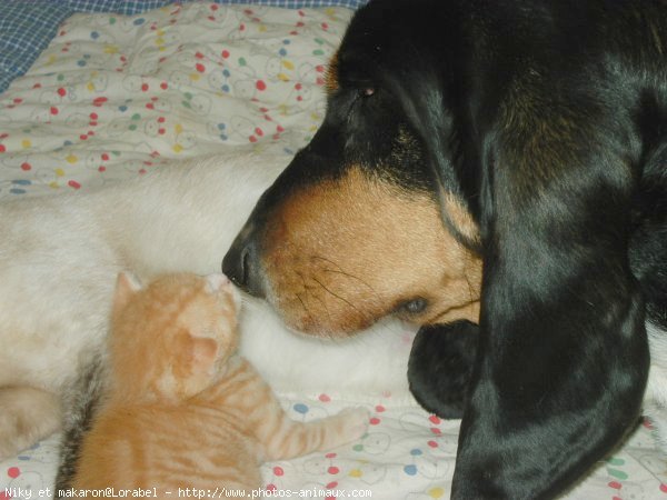 Photo de Races diffrentes